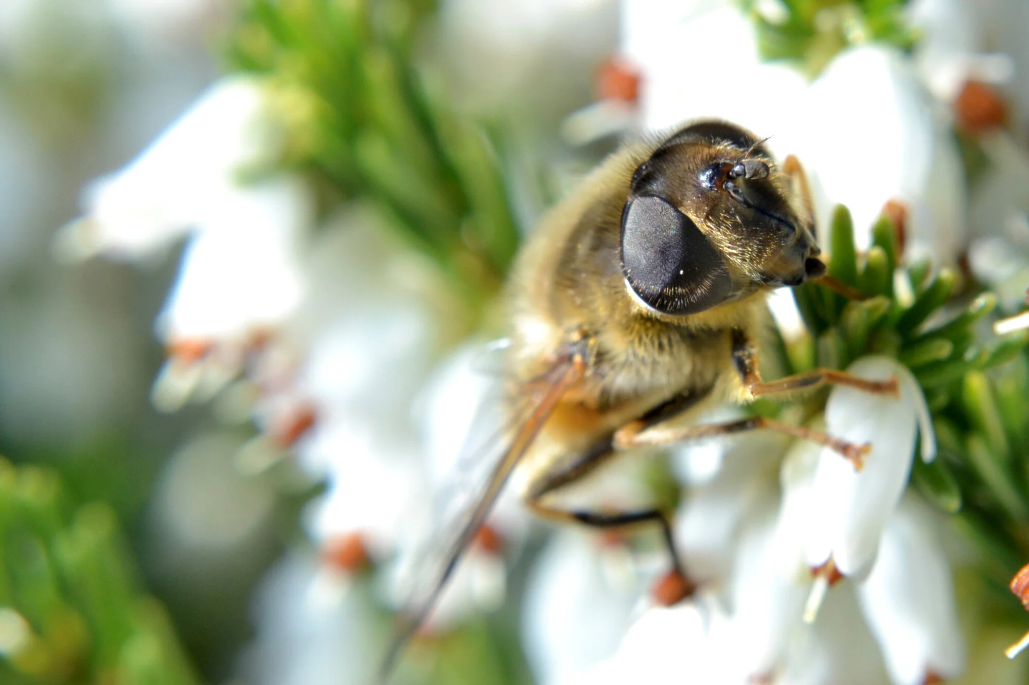 Honey Bee 2