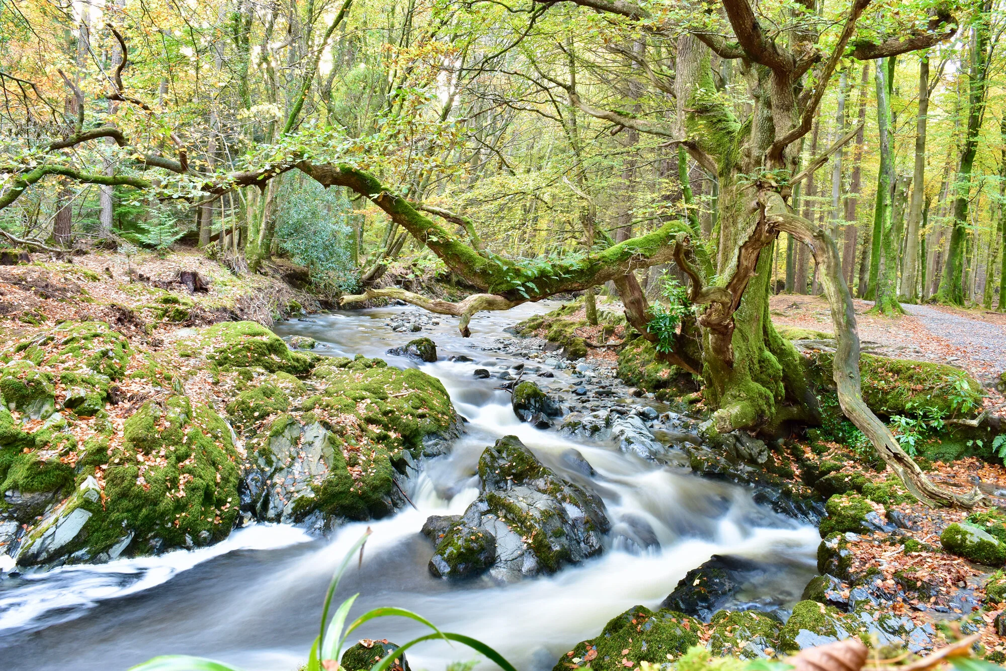 Tollymore Forest