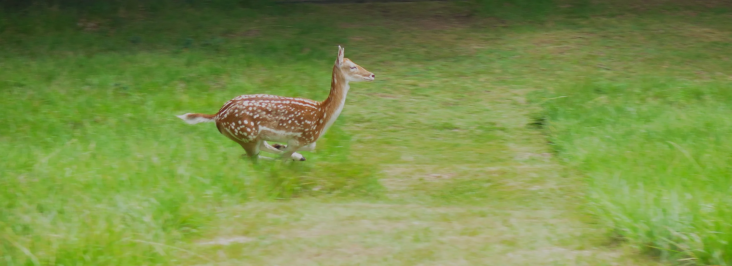 32. Running with the wind.JPG