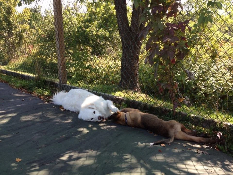 lola and crosby.jpeg