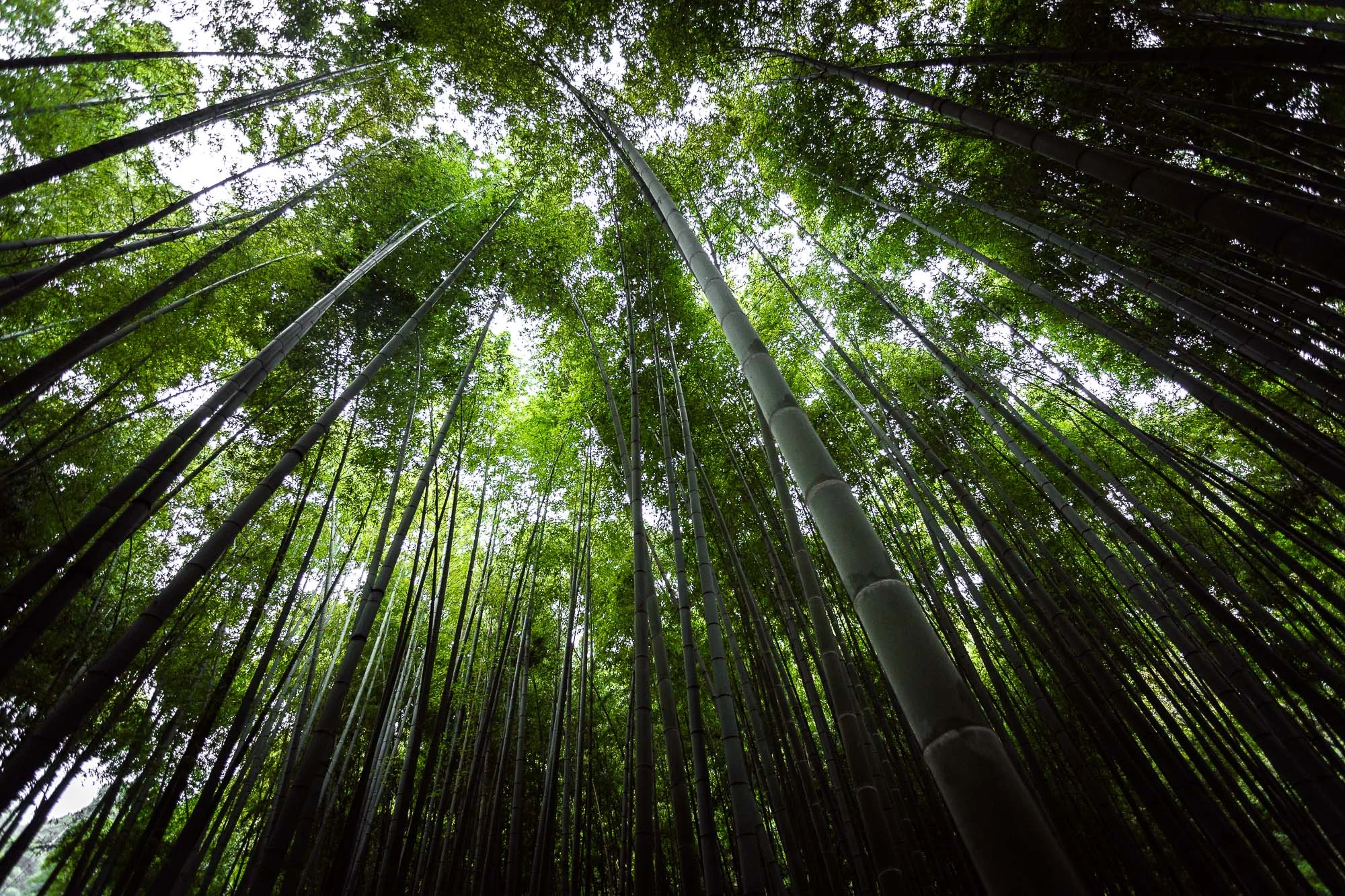 Hokokuji Bamboo Forest
