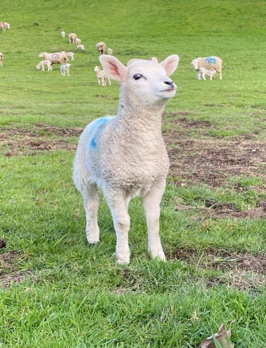 Thornbridge lamb derbyshire