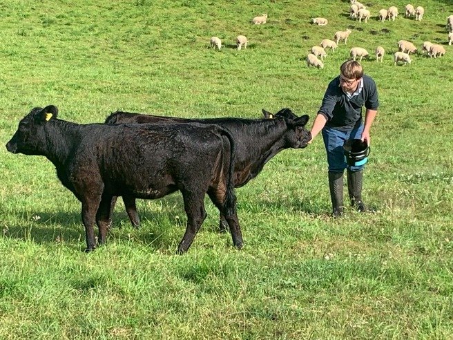 Thornbridge Cows