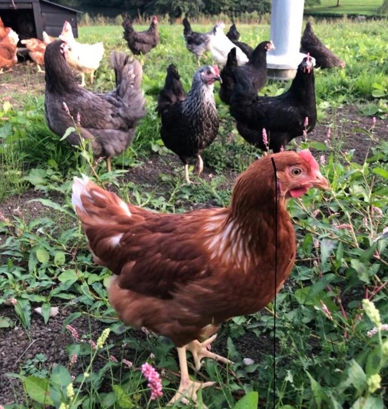 Thornbridge chickens