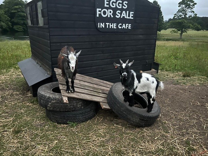 Pigmy goats