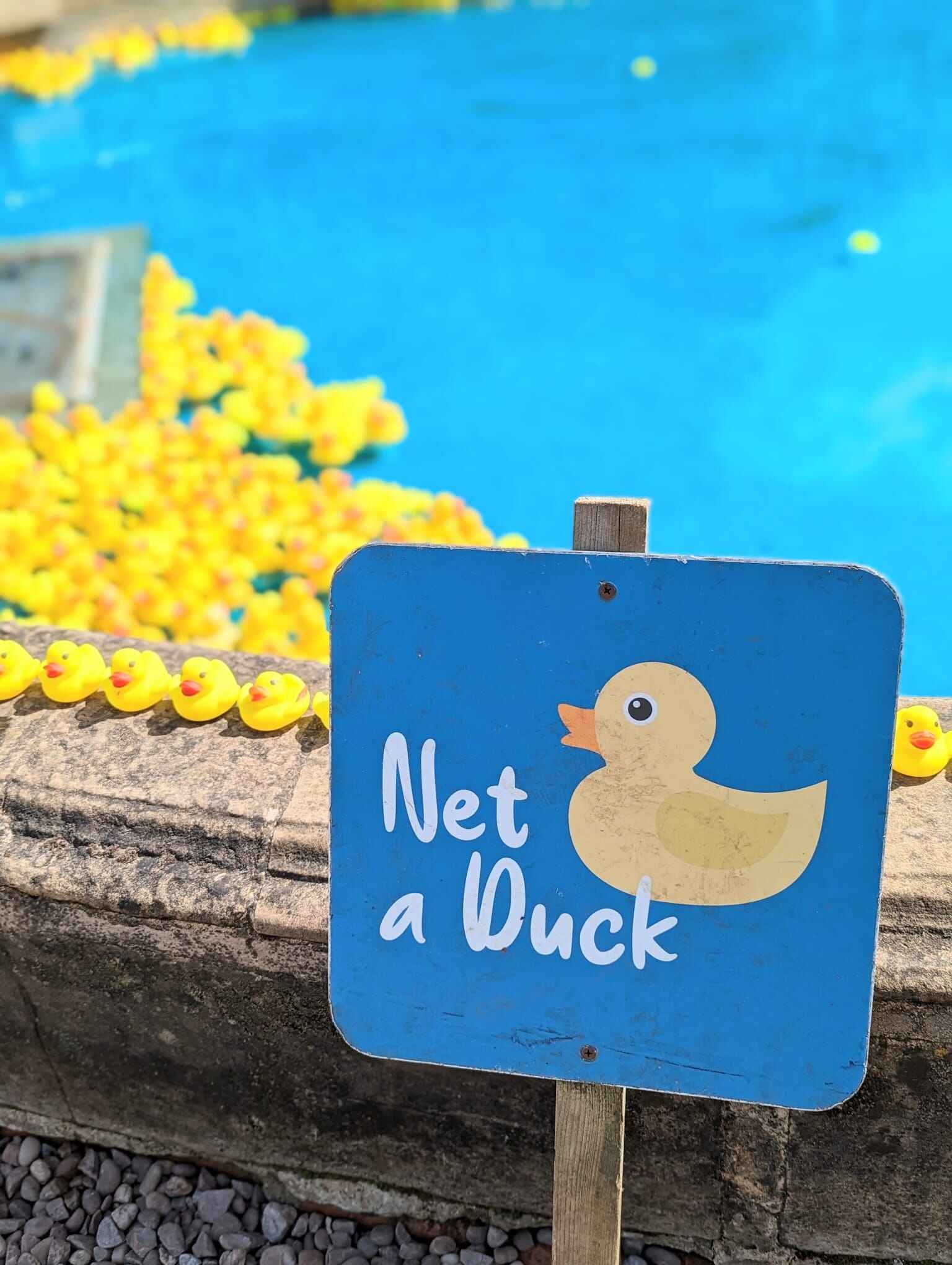 Net a duck