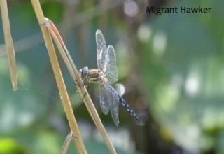 Ashford in the Water Dragonfly Report – September 2023 by Simon Unwin