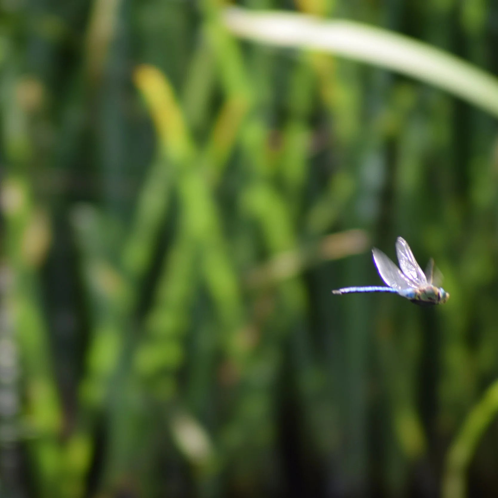 Ashford in the Water Dragonfly Survey 2025