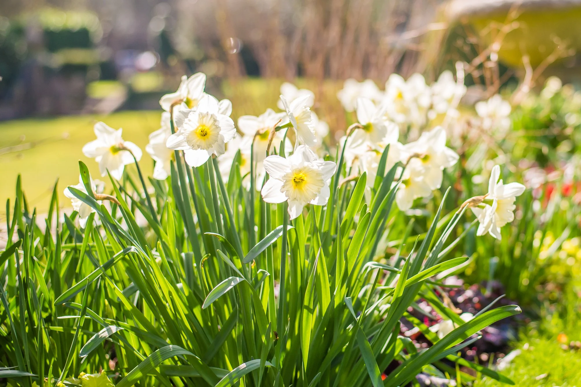 Mother's Day Afternoon Tea at Quackers Cafe