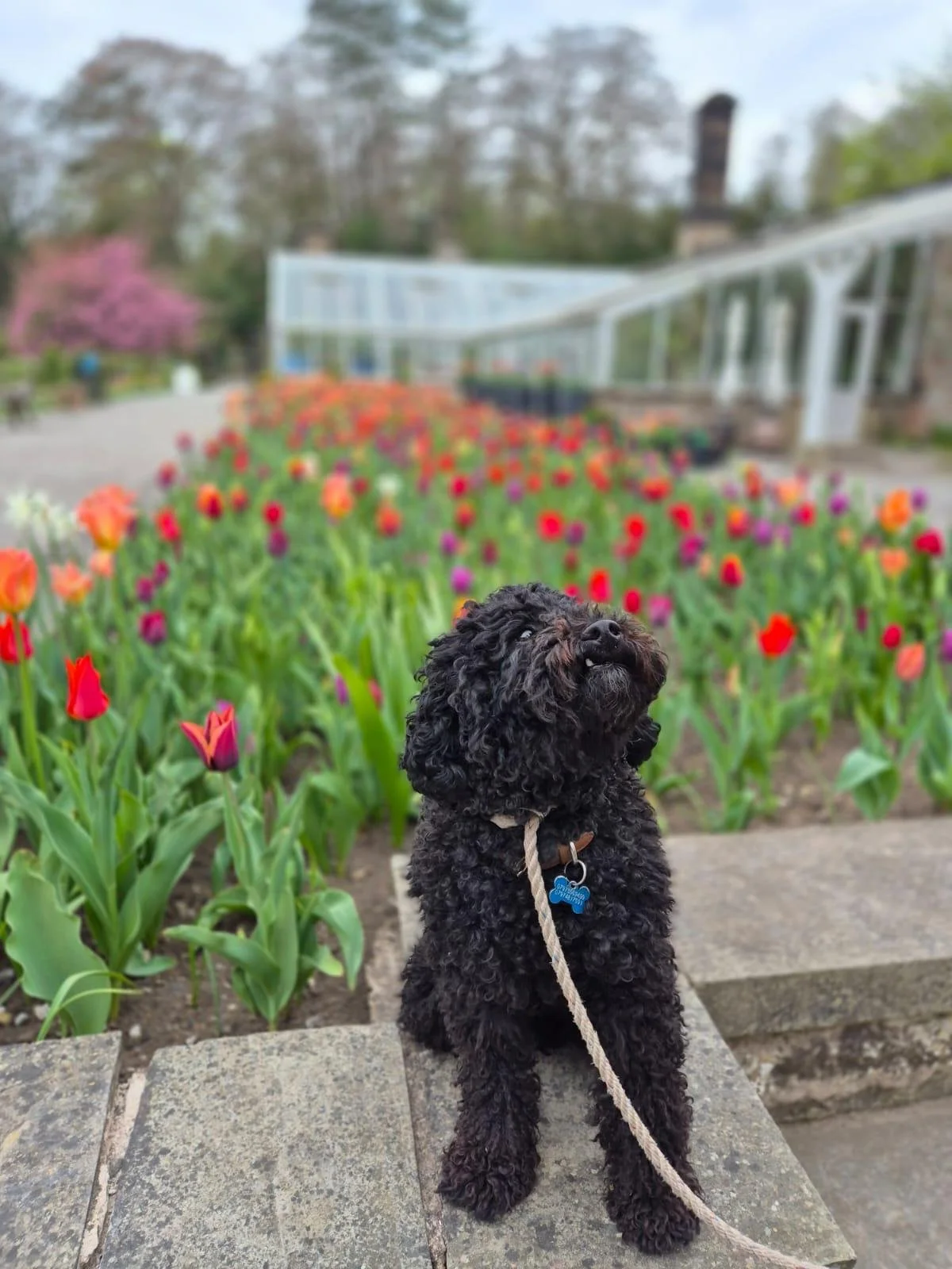 Thornbridge Hall dog friendly tulips.jpeg
