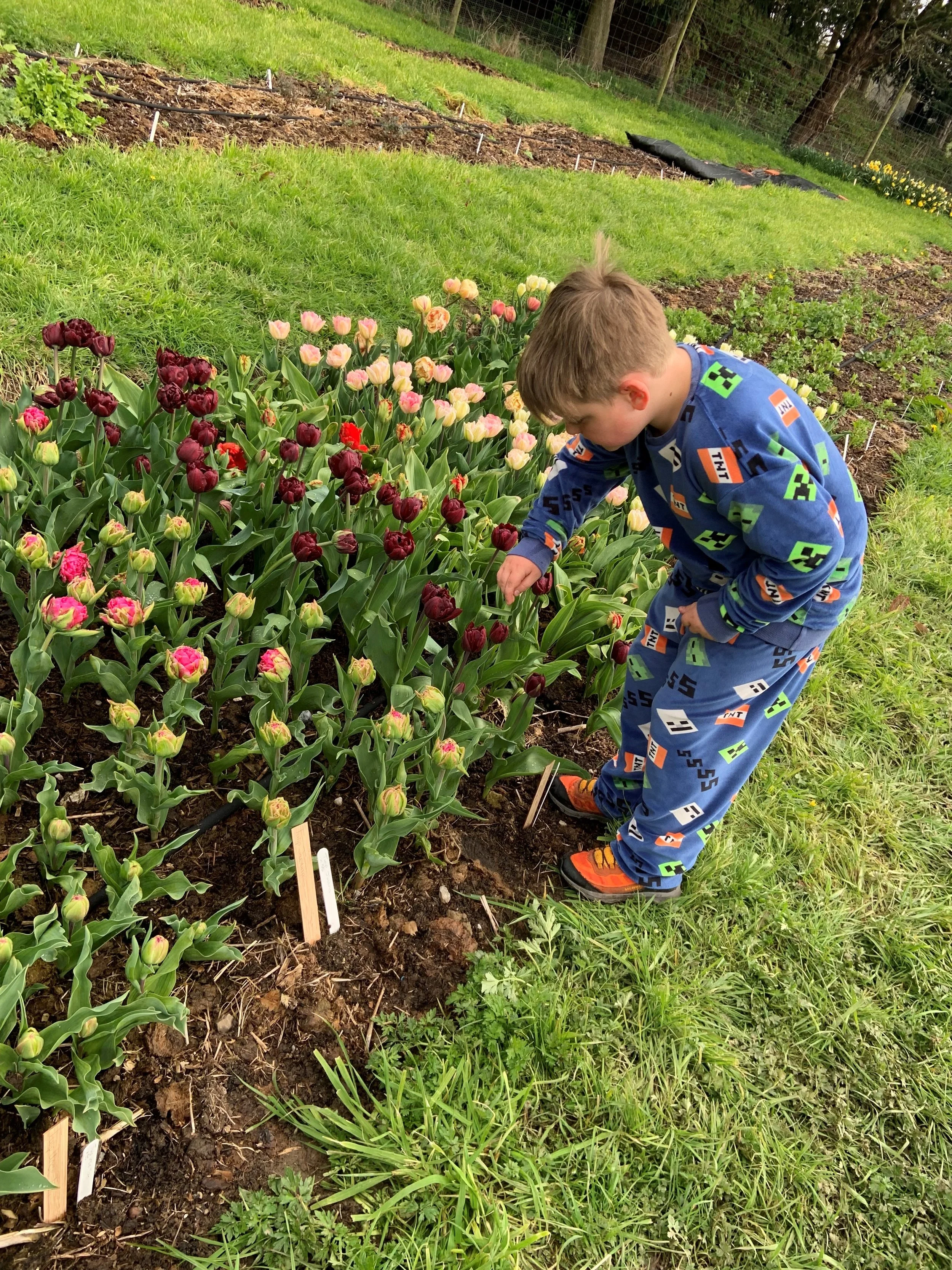 Pick your own Tulips with Thornbridge Blooms