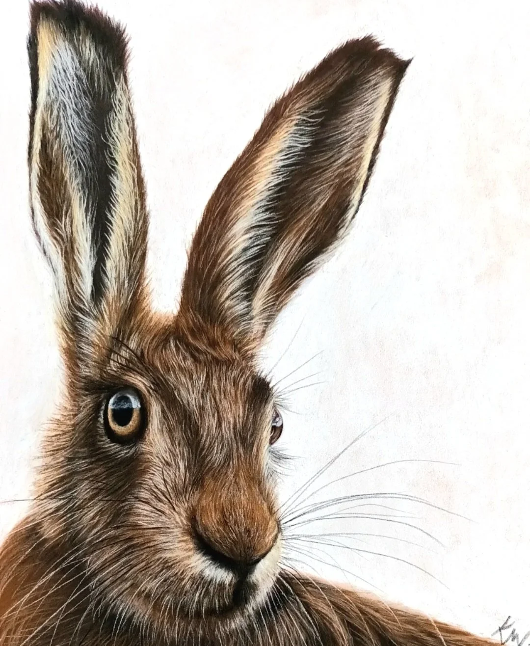 Hare Pastel Drawing with Katie Wyke
