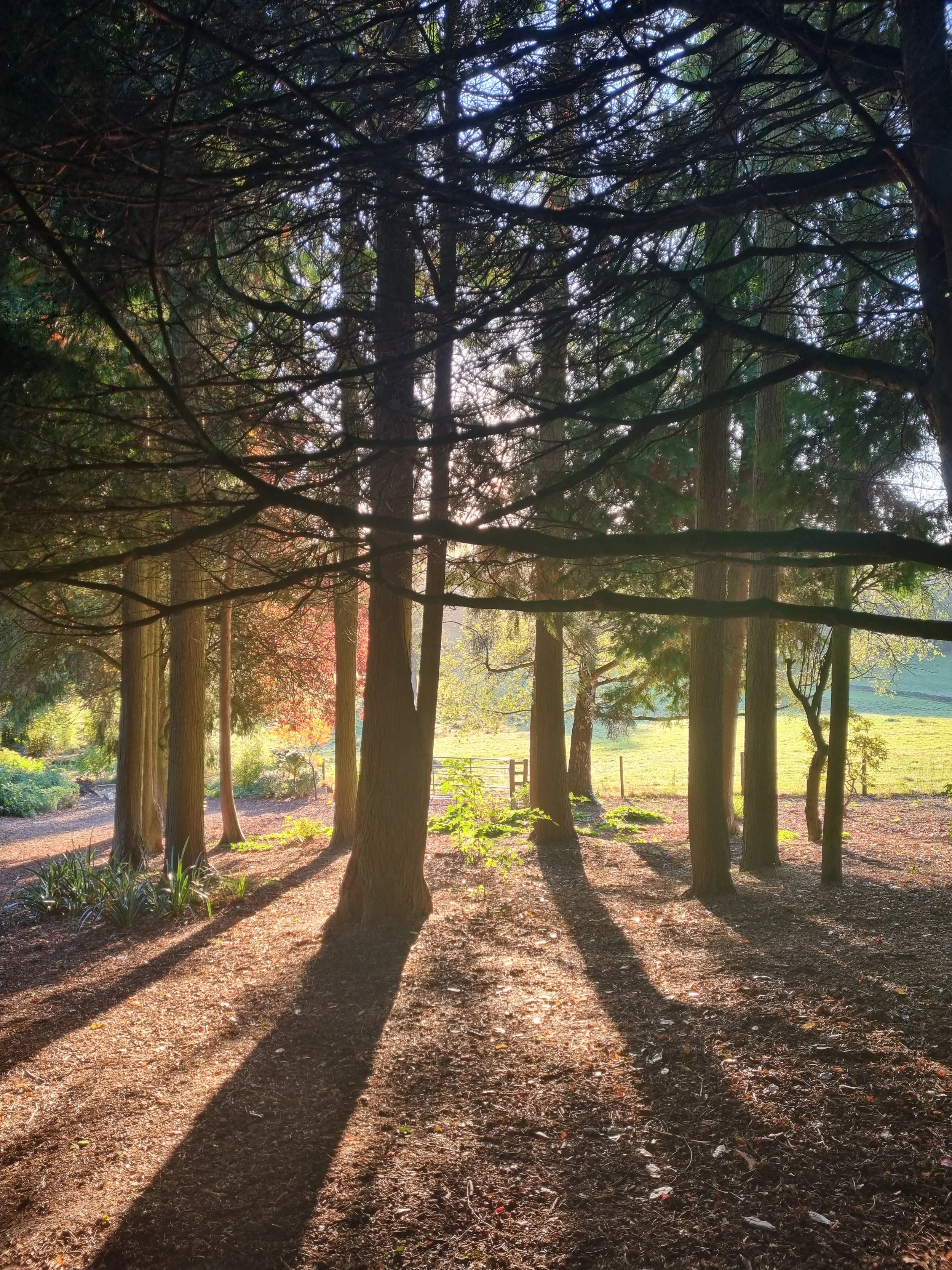 Immersive wellbeing day at Thornbridge Estate