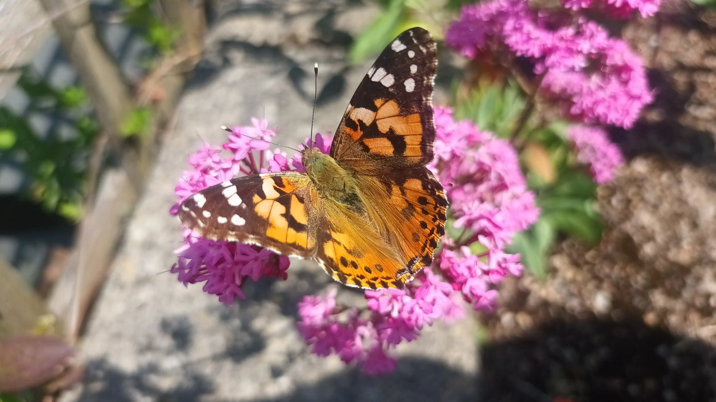 Butterfly Pastel Drawing with Katie Wyke