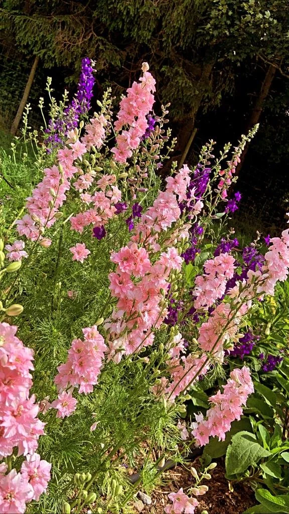 Pick your own - Summer Sessions with Thornbridge Blooms