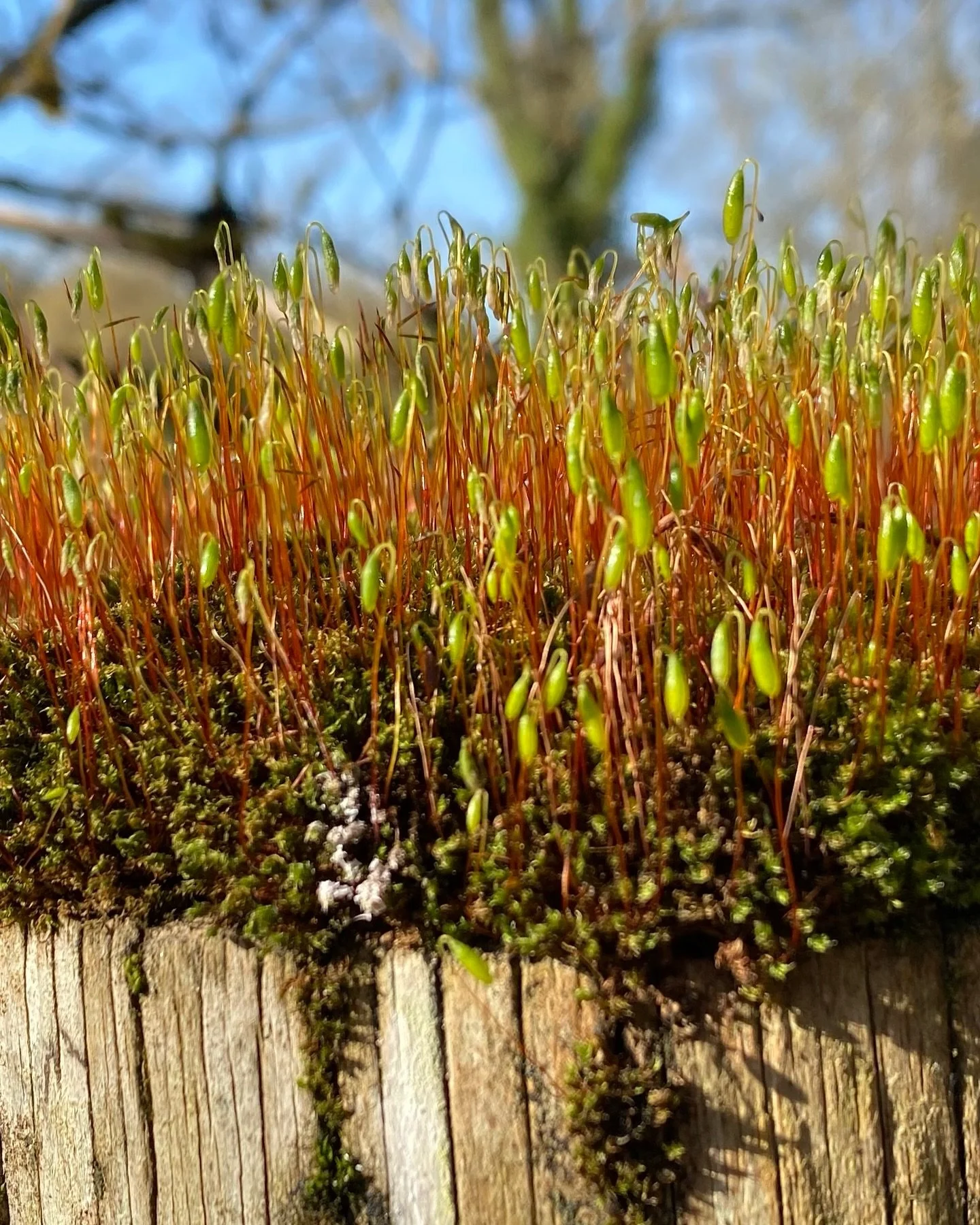 I was interested to read today in @freeze_magazine that institutions and curators are using moss as a method for resisting the rise of far-right ideologies. Moss&rsquo;s ability to &ldquo;occupy space quietly yet persistently&rdquo; and to &ldquo;rep