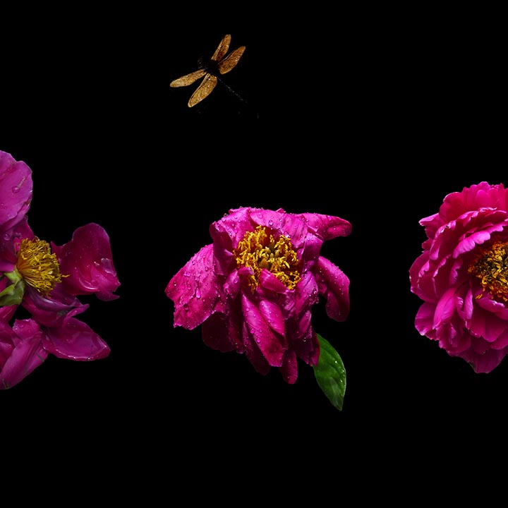 3 Peonies with Dragonfly 2018