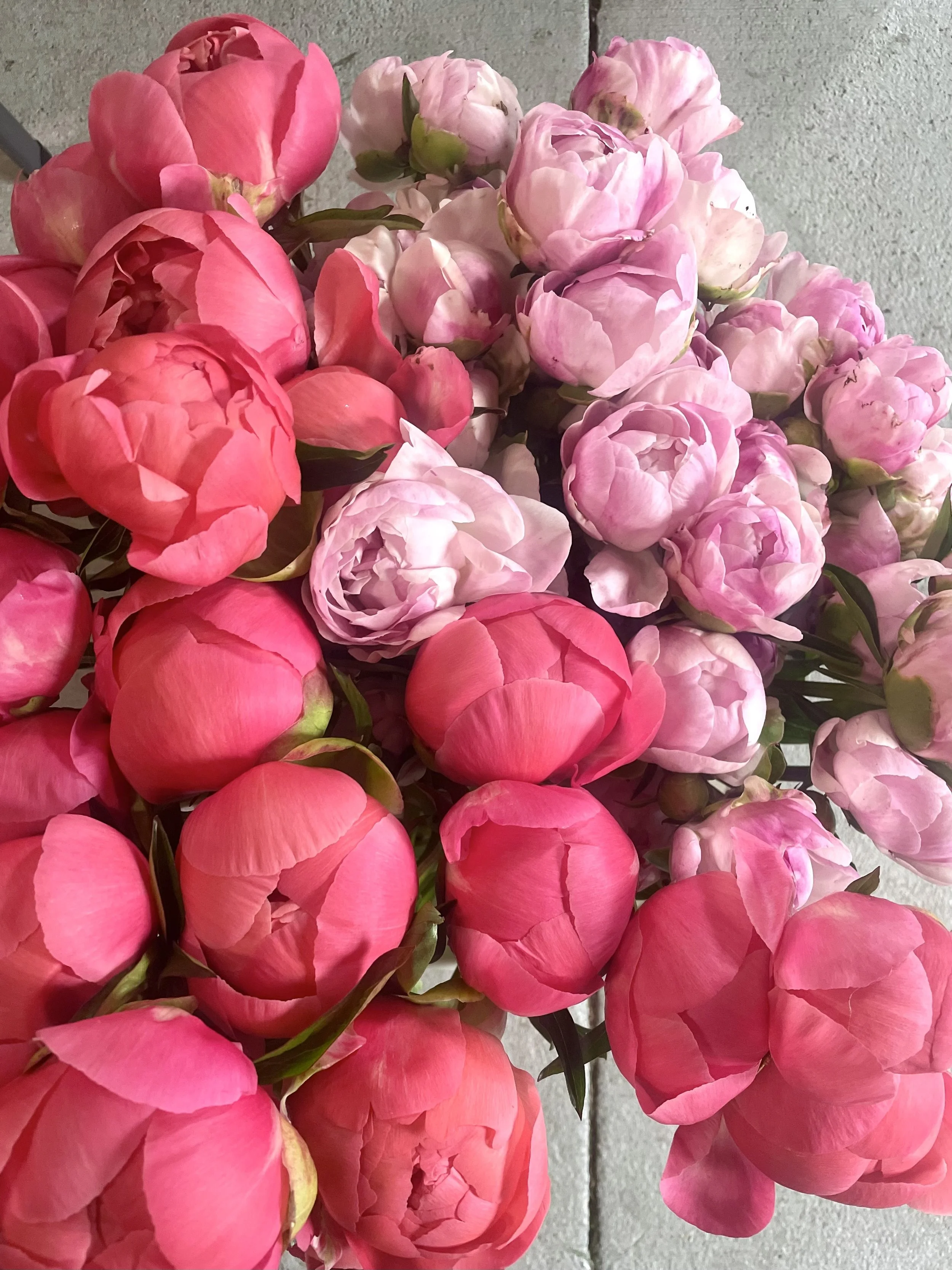 peony 1.jpg