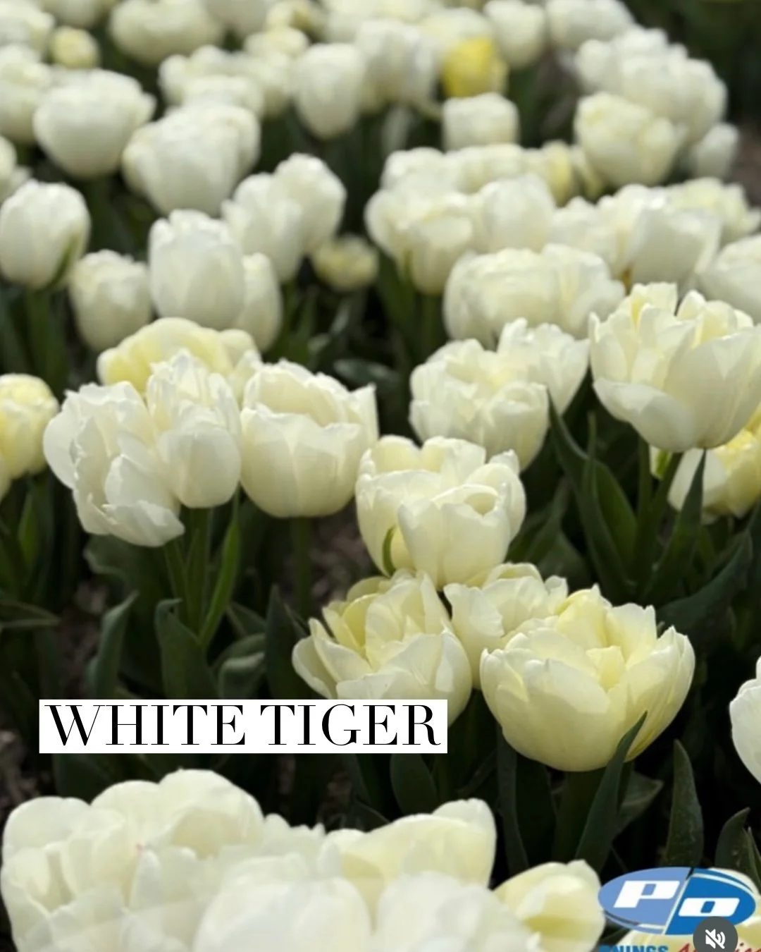 white tiger.jpg