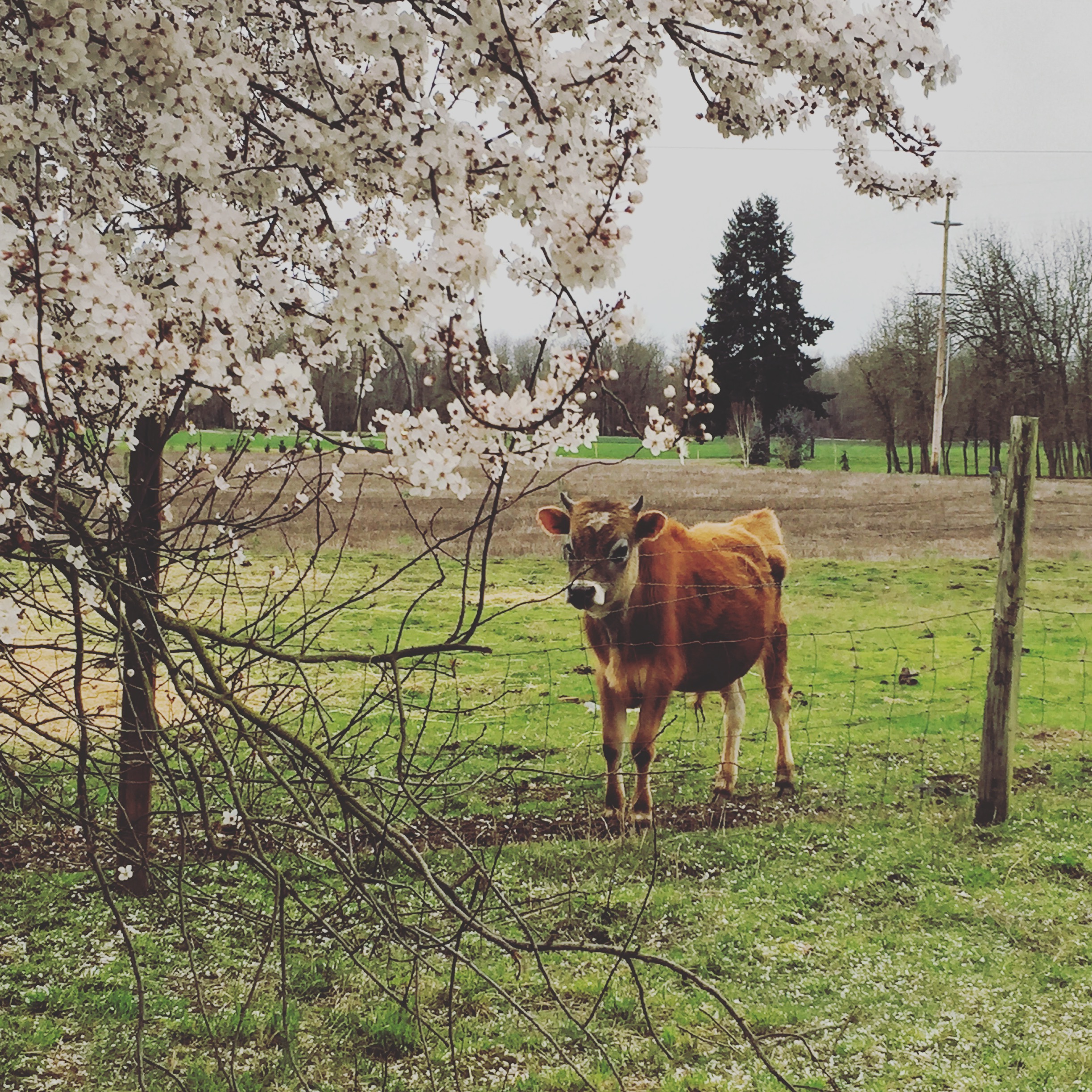 cow with blossoms.JPG