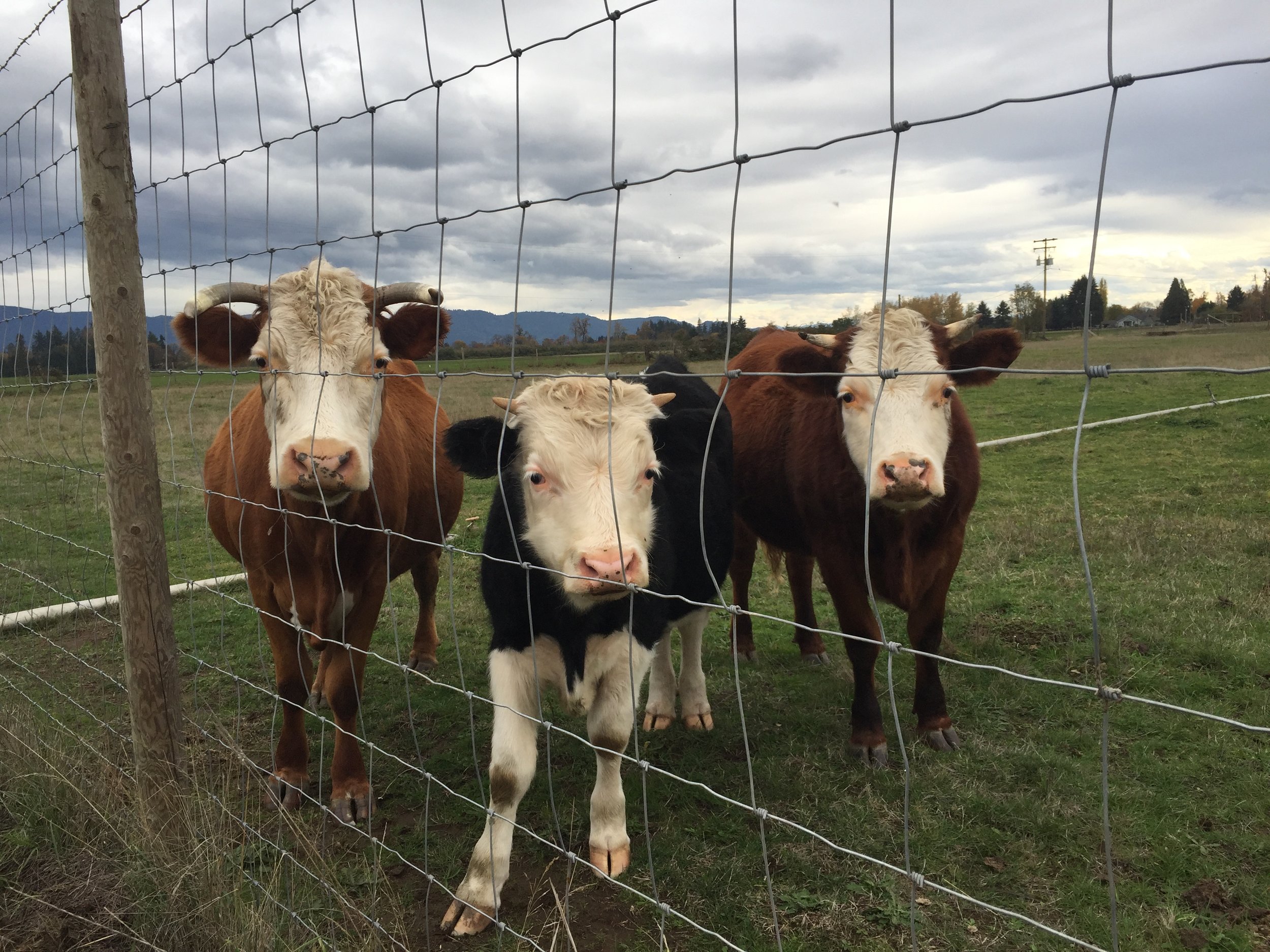 three cows.JPG