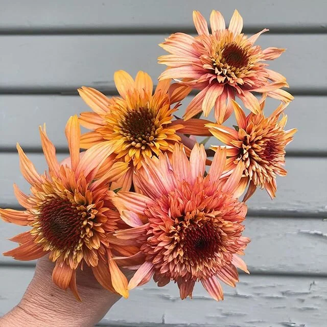 My little baby echinacea plants have flowers on them and I love them! I am being clever in the picture and hiding the fact that their stems are about 4 inches long 😆Hopefully as things get warmer and dryer the plants will start to bulk up and produc
