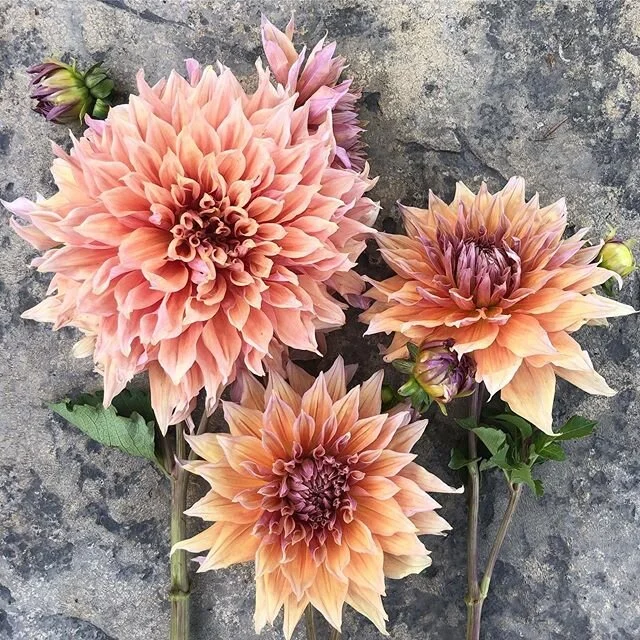 I am so looking forward to these beauties again! It&rsquo;s another super rainy, wet day on the farm, but the forecast looks clear and HOT, so things should start growing fast! Almost all of our dahlias are up, and I&rsquo;ve been spending a few hour