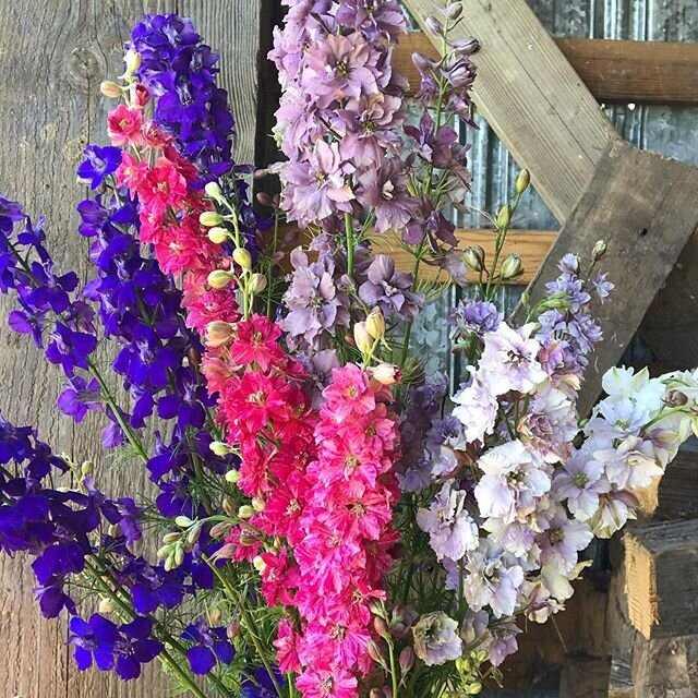 Are you guys tired of me saying every single flower is my favorite? 🤷🏻&zwj;♀️🙈Because THIS WEEK I feel like larkspur is my favorite. 💕Especially that dusty purple one at the top of the picture. It&rsquo;s such a romantic flower, plus it dries bea