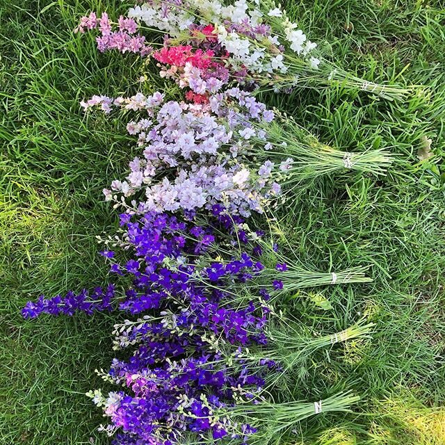 Bundling larkspur to dry - it&rsquo;s the flower lady version of prepping. Don&rsquo;t want to be caught without flowers to play with when winter comes ❄️🌸
.
.
.
.
.
#flower #flowers #flowerlove #flowerharvest #flowerdaily #larkspur #flowerstagram #