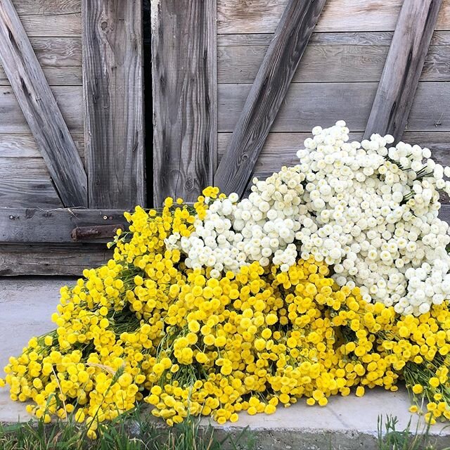 Thinking a 50 foot row of matricaria is maybe a wee bit too much 🤔🤷🏻&zwj;♀️
.
.
.
.
.
#flower #flowers #flowerharvest #flowerlove #flowerdaily #flowerfarm #flowerfarmer #flowerfarming #feverfew #oregonflowerfarm #oregongrown #oregonflorist #eugene