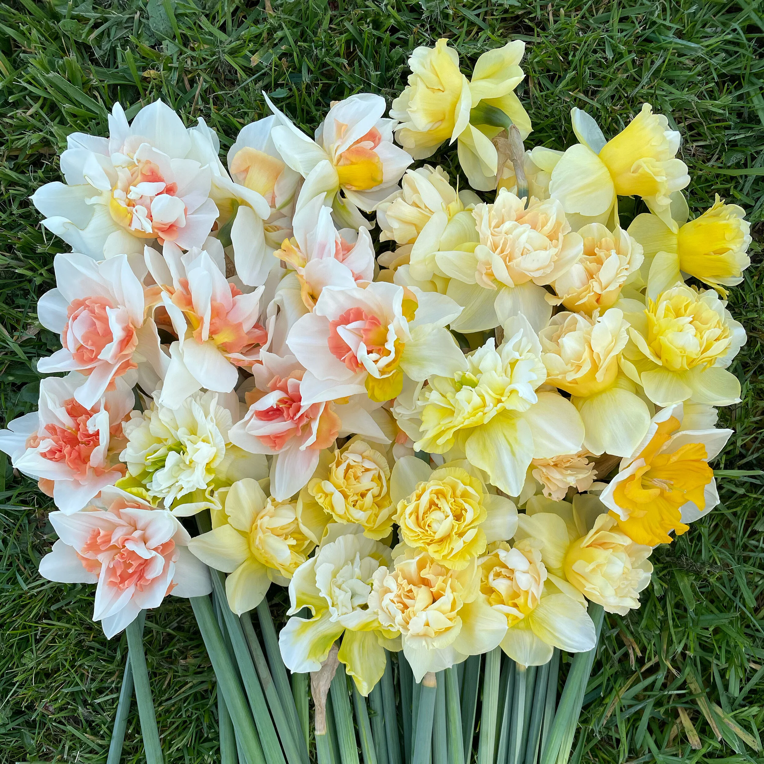 daffodil specialty bulbs.JPG