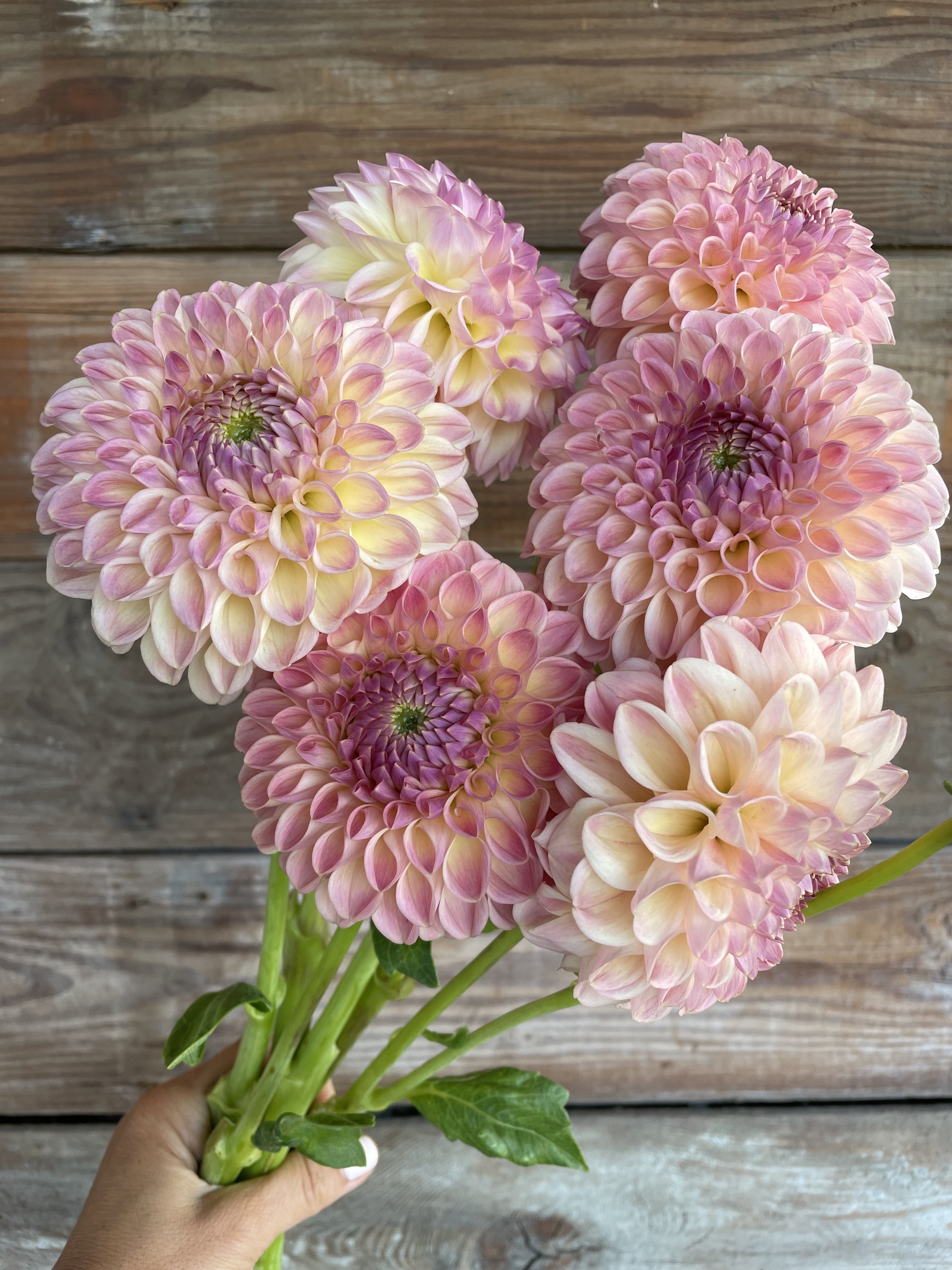 clearview peachy 1.jpg