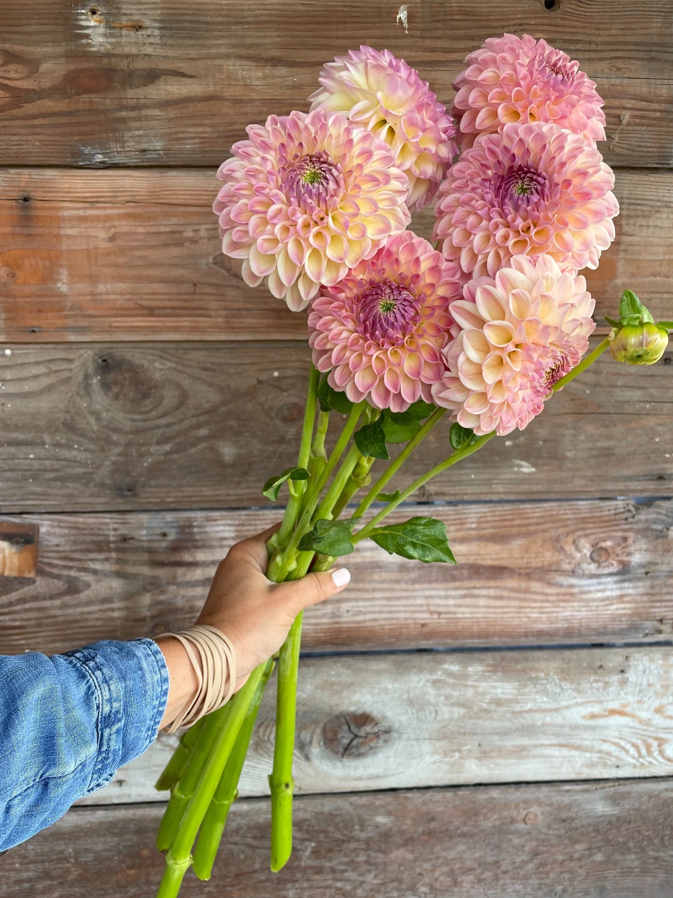 clearview+peachy+2.jpg