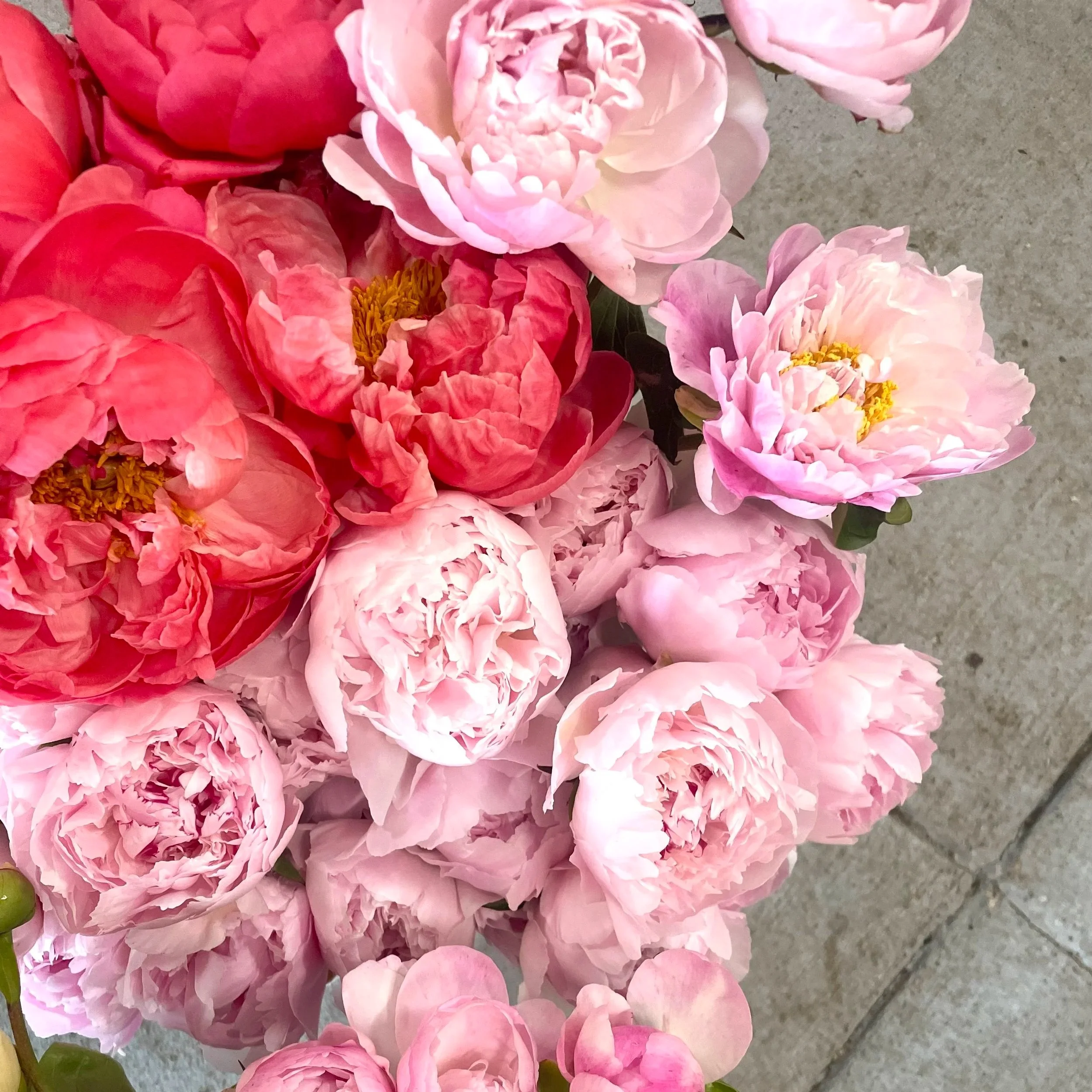 peony+share+1.jpg