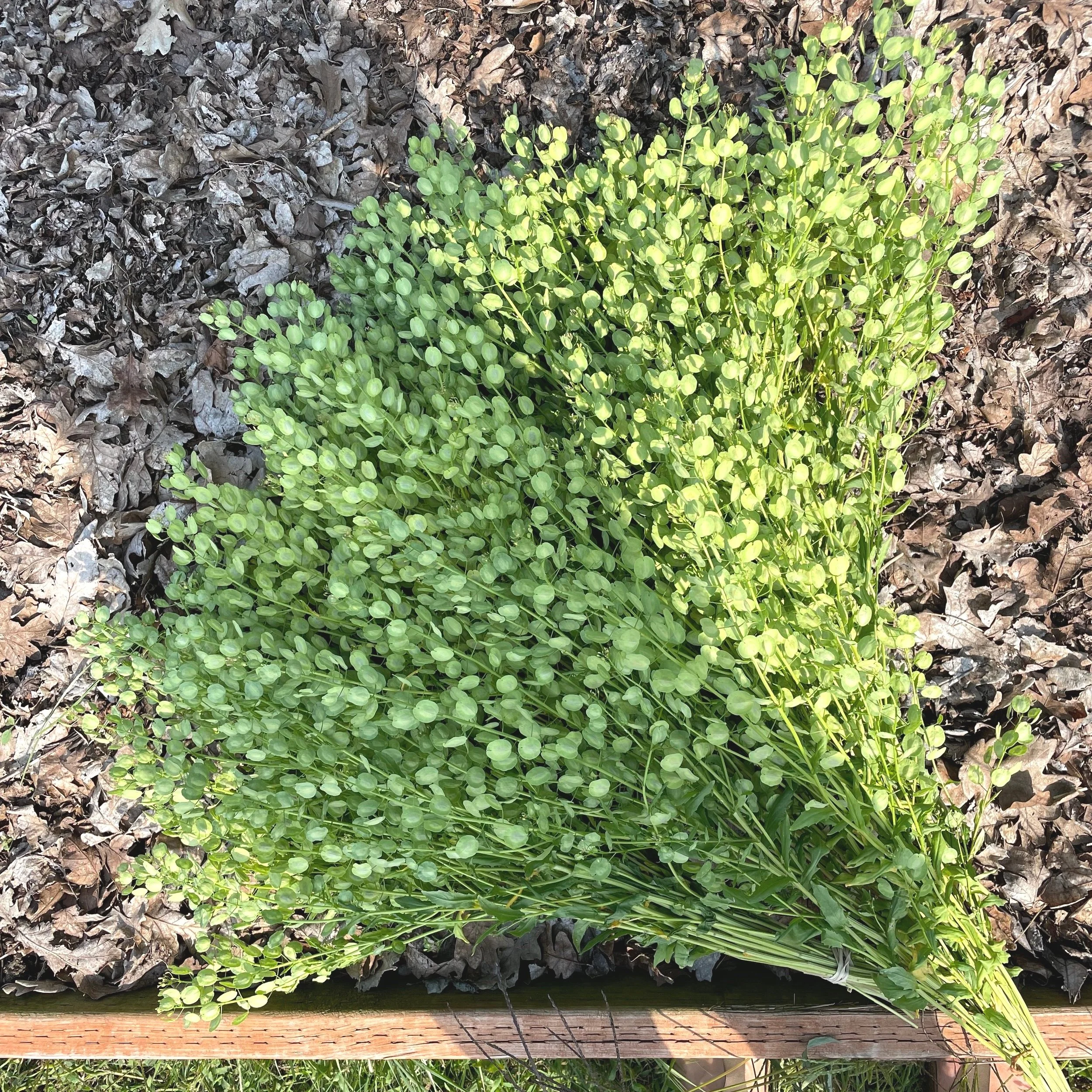 pennycress2.jpg