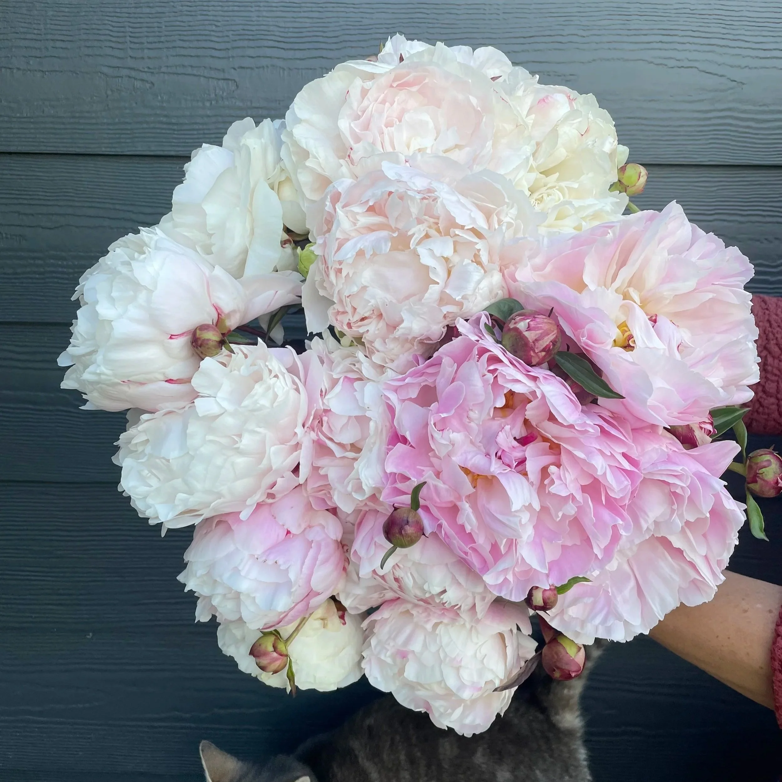 peony+share+2.jpg