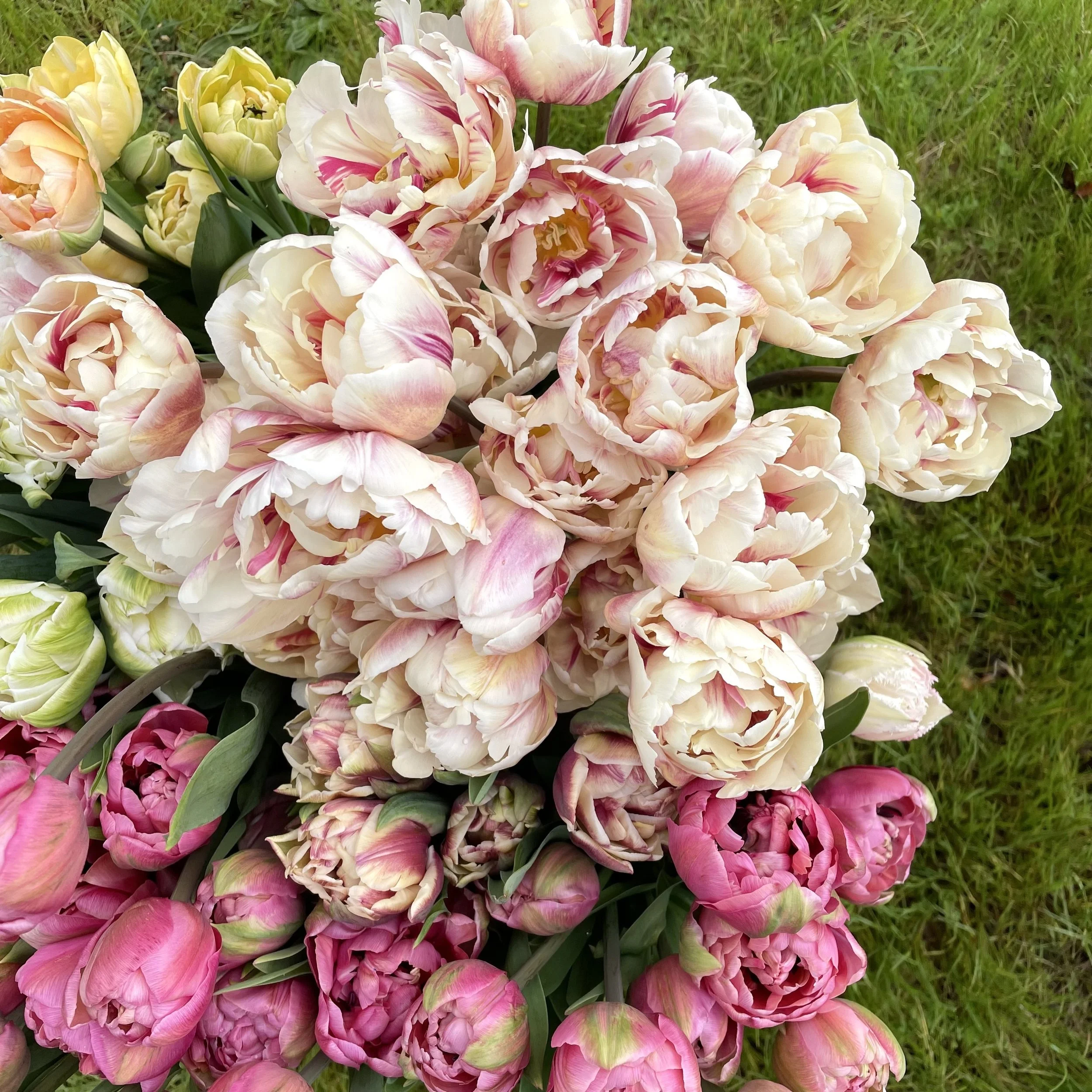 tulips.jpg