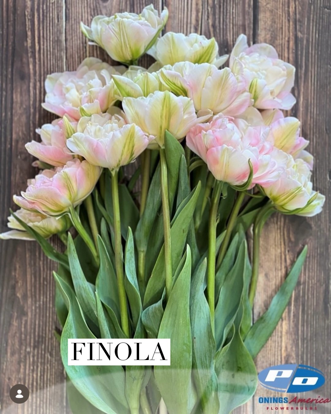 finola.jpg