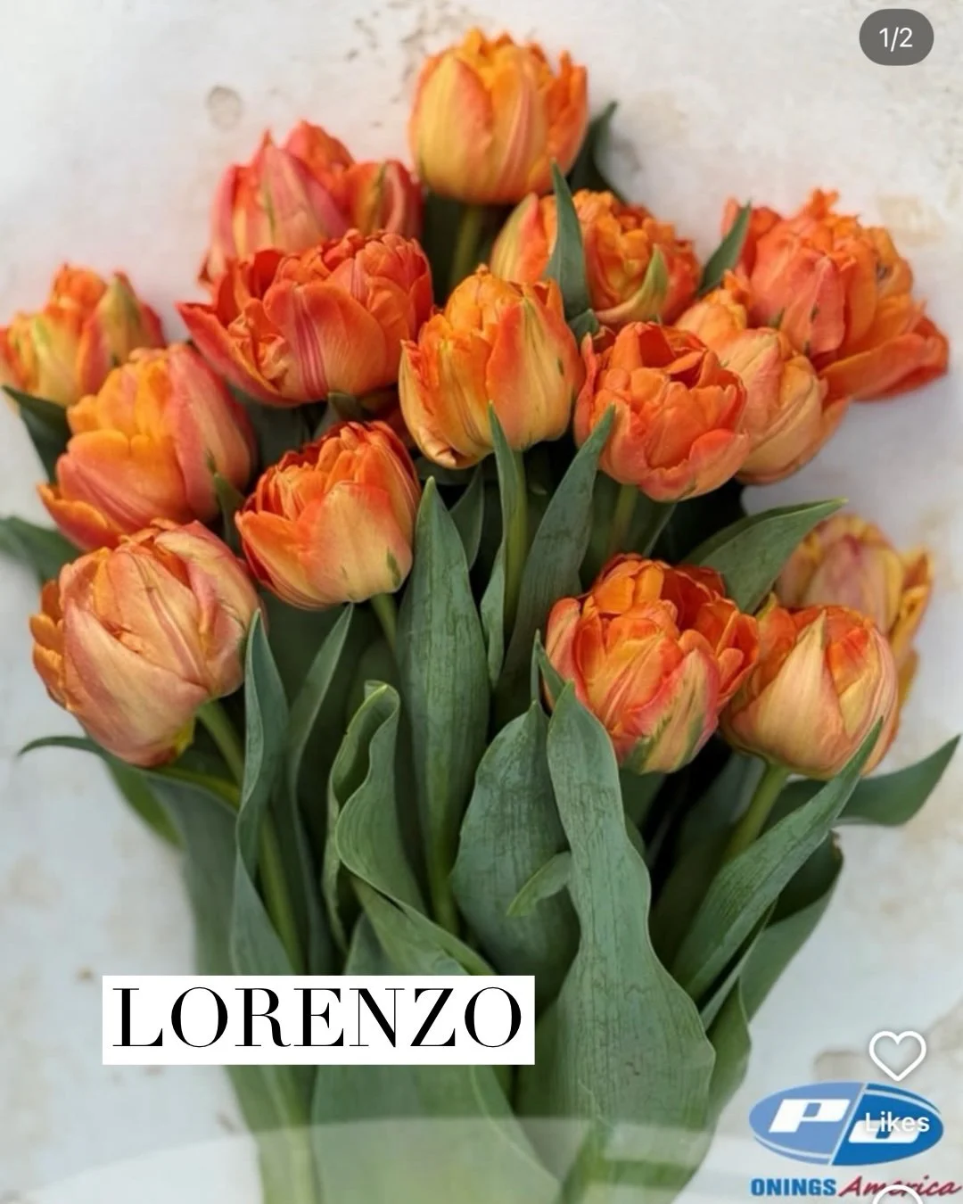 loranzo.jpg