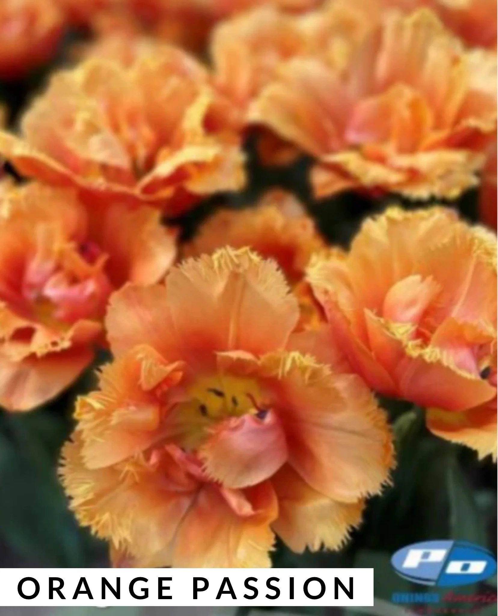 orange passion.jpg