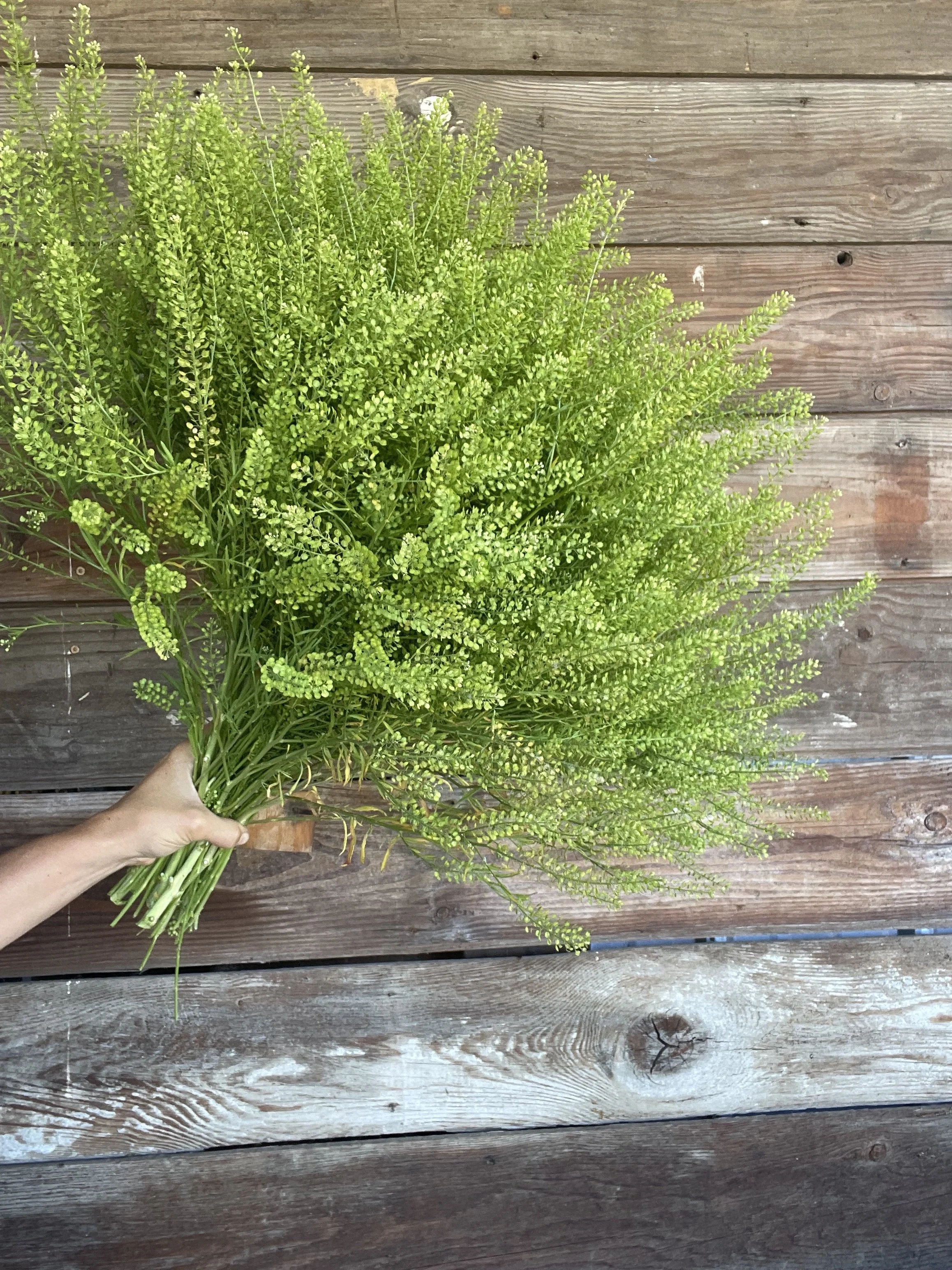 dragon cress green.jpg