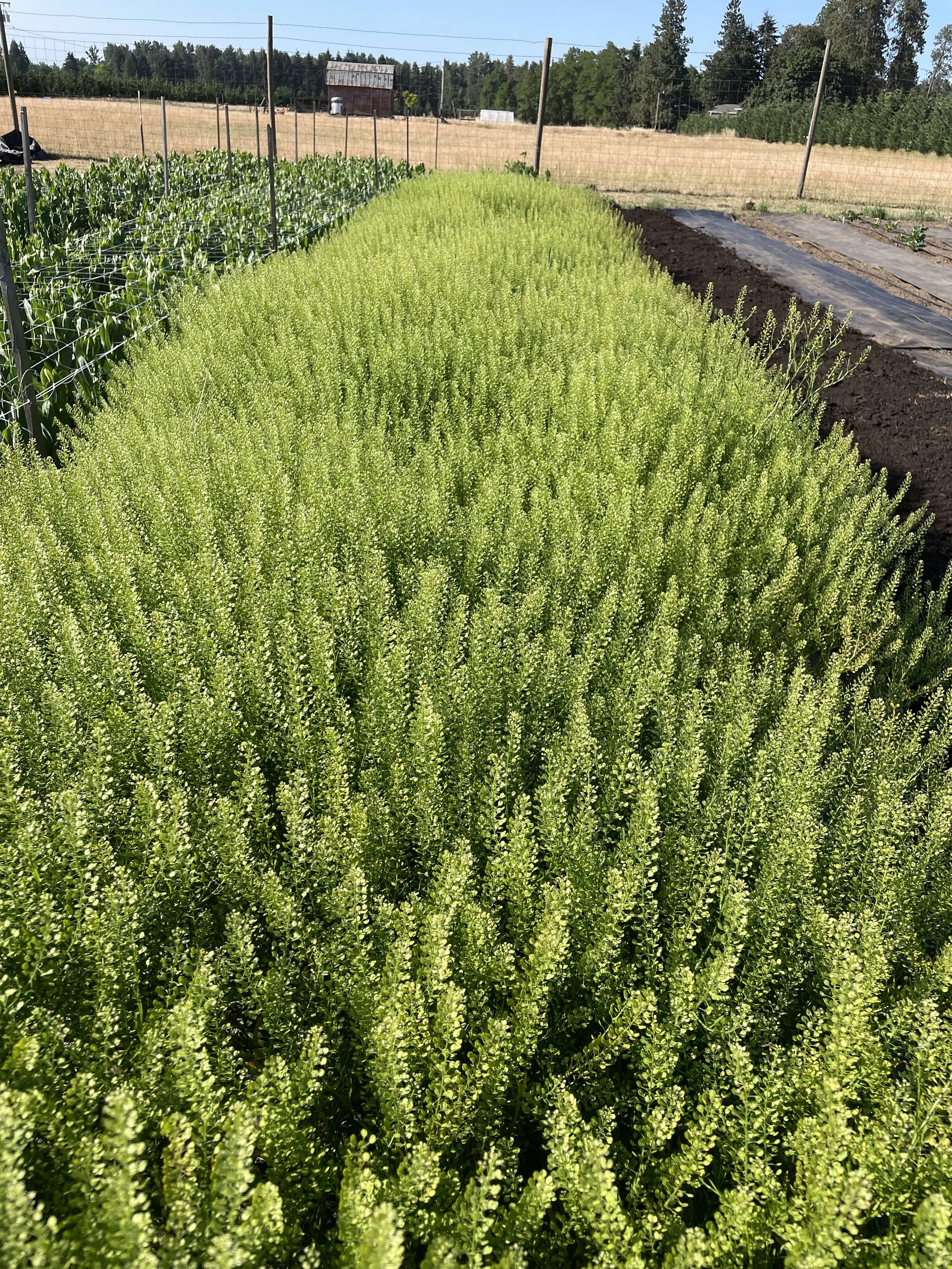 dragon cress field.jpg