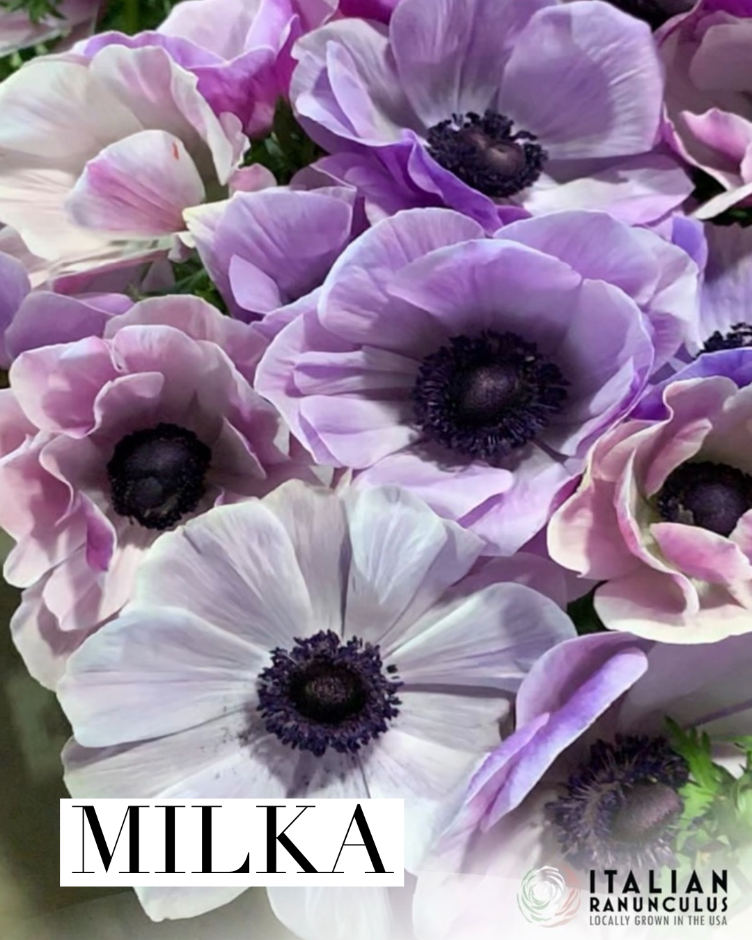 IMG_2655.PNG