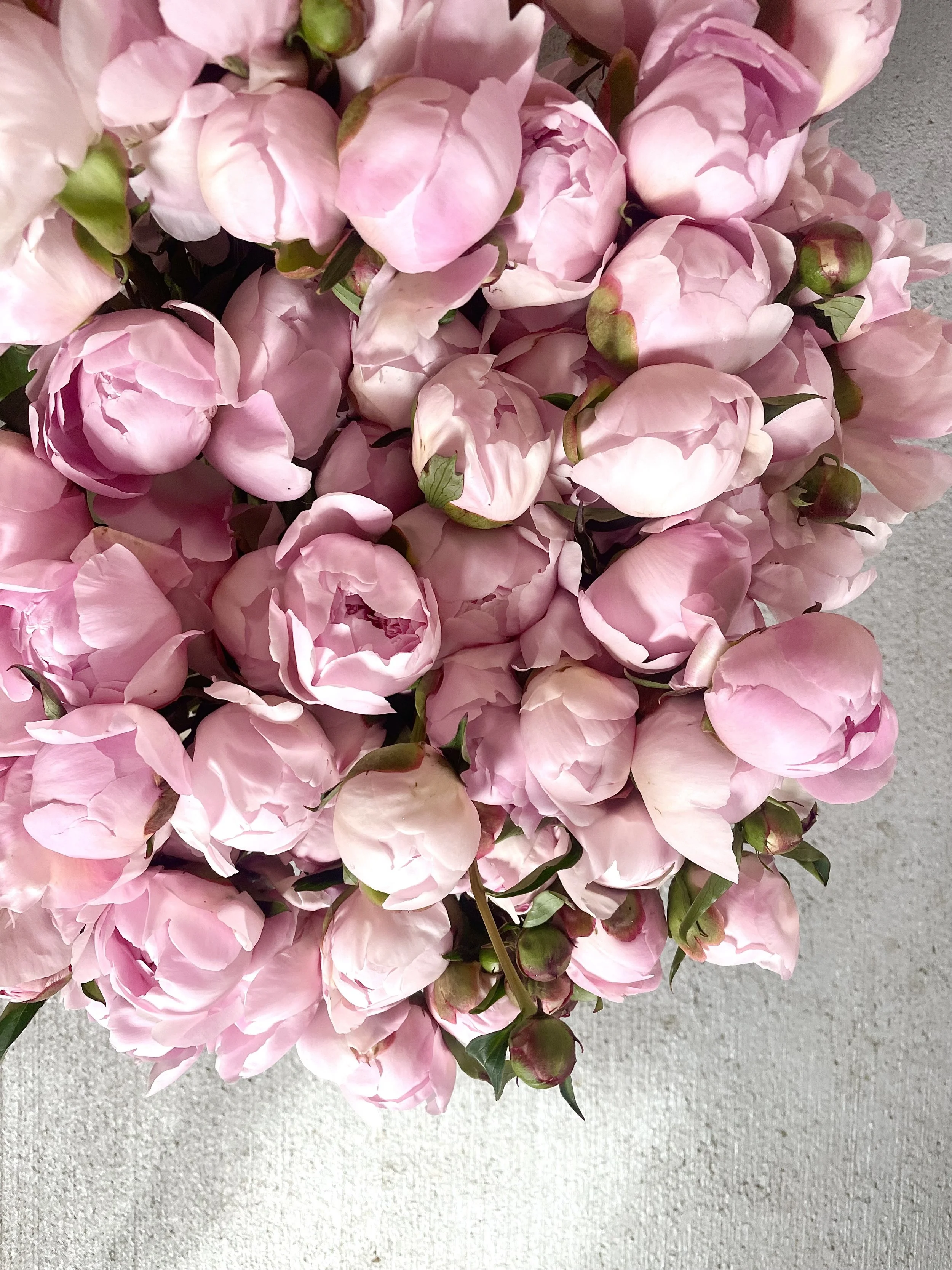 peony2.jpg