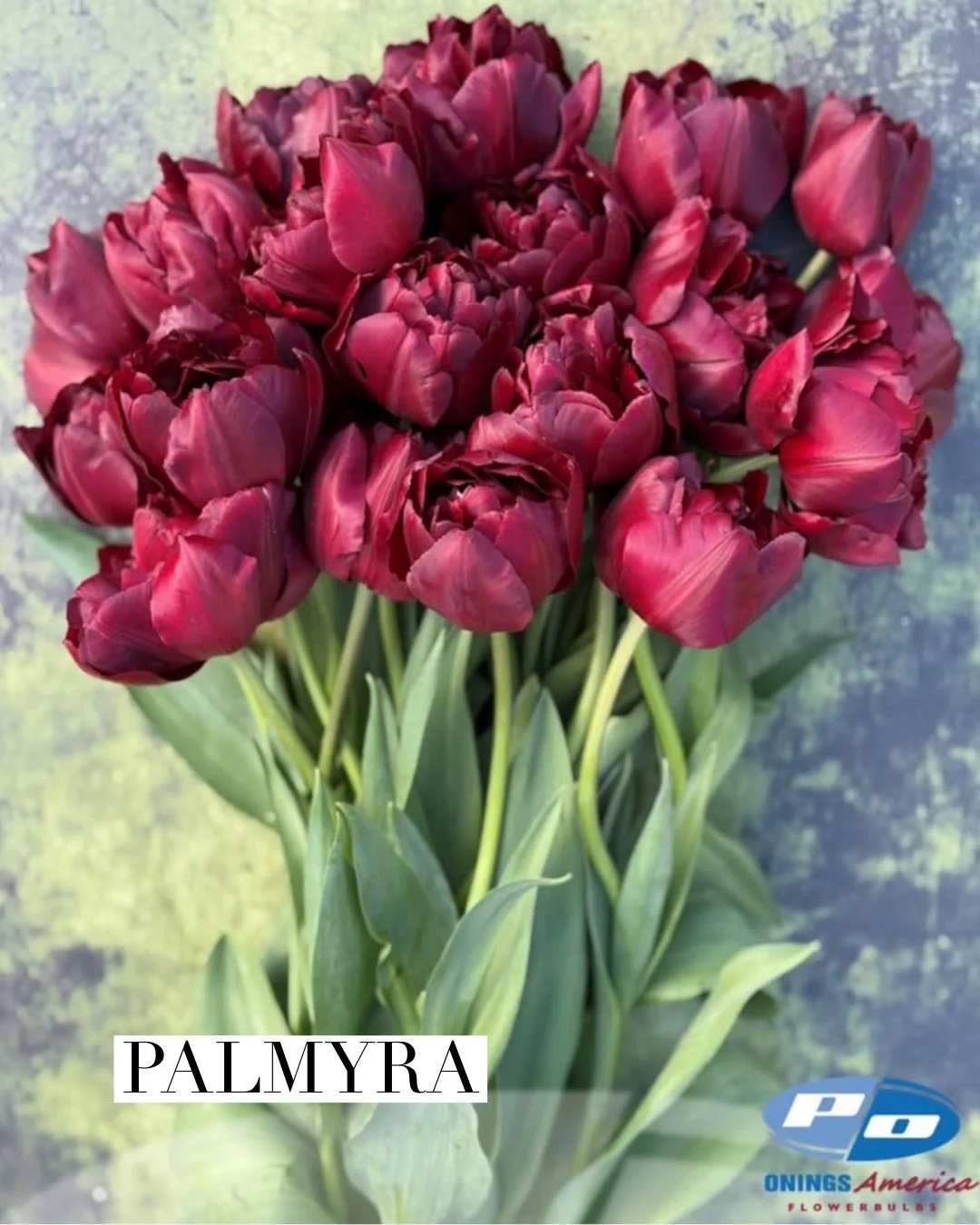 palmyra.jpg