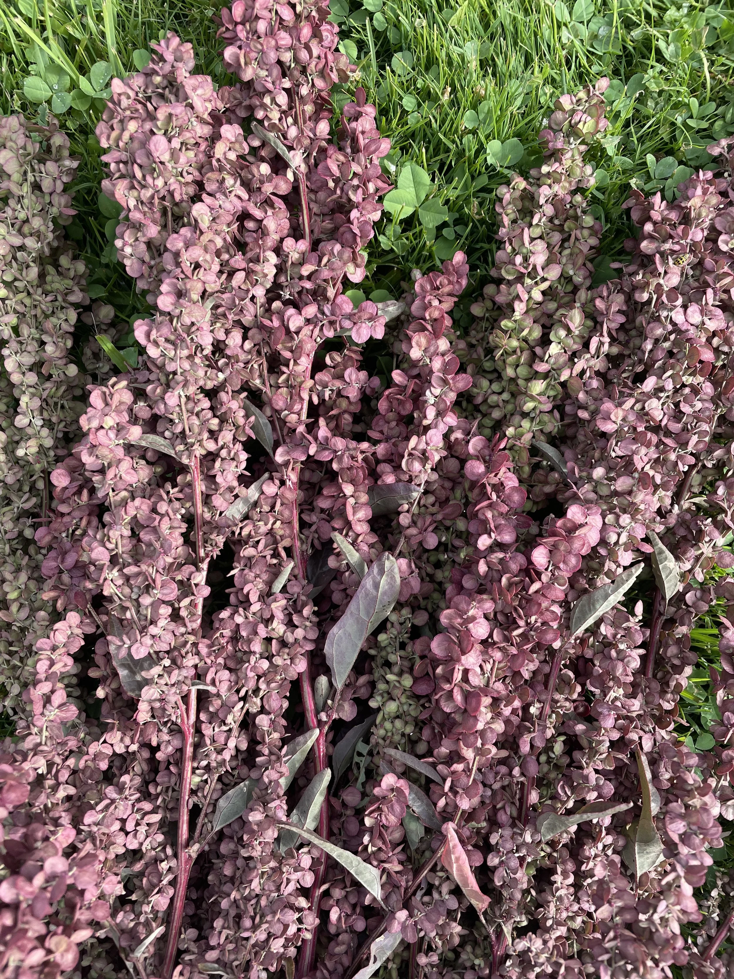 burgundy orach.jpg