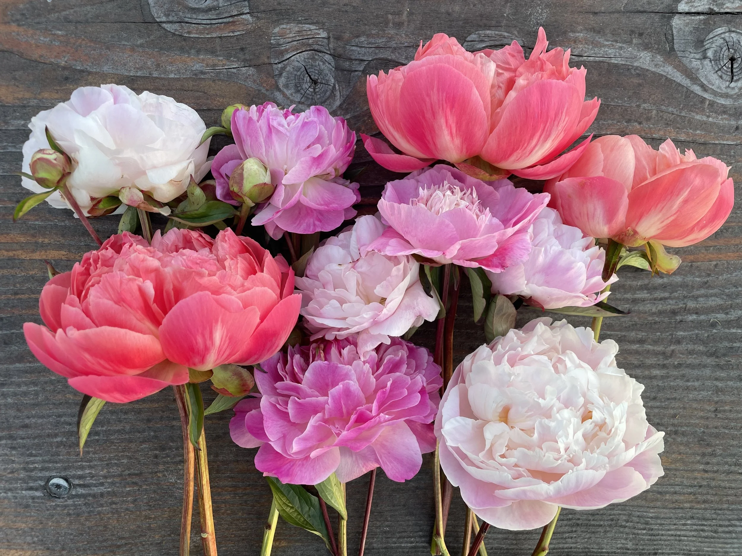 peony share 3.jpg