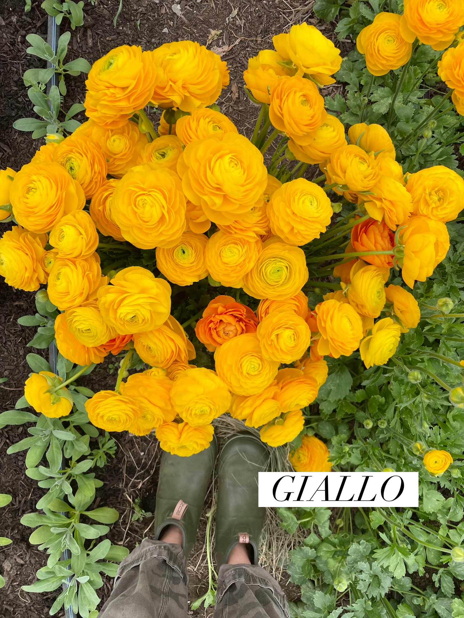 IMG_3332 2.PNG