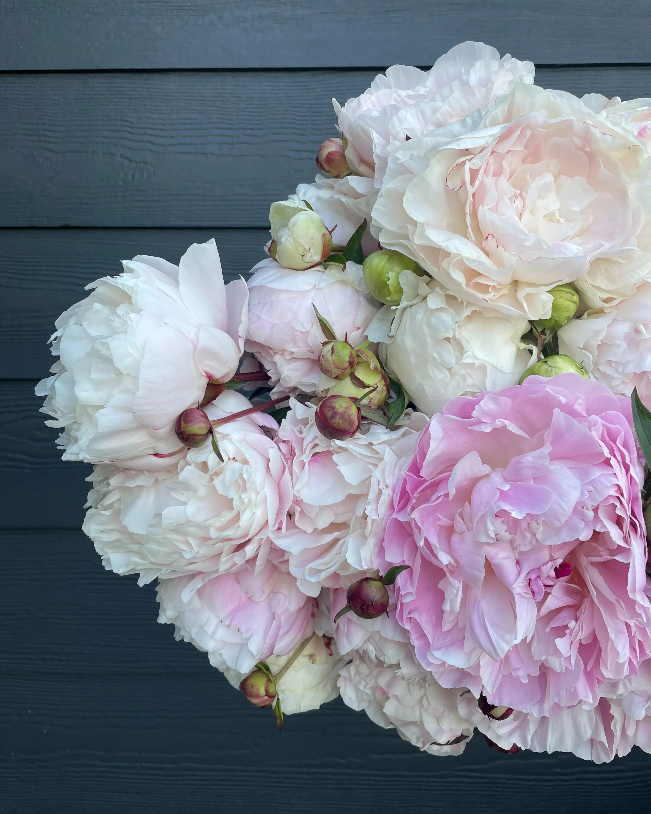 peony3.jpg