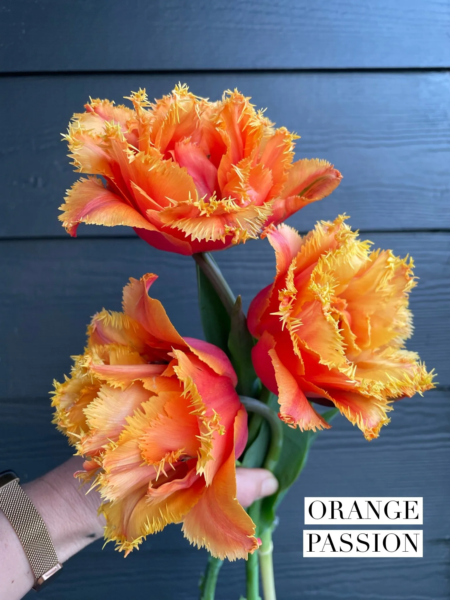 orange passion.jpg